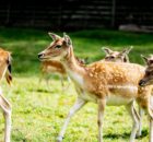 Les indispensables de la chasse alpine