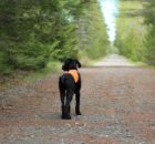 Pourquoi le port du gilet orange est essentiel pour les chasseurs et promeneurs ?